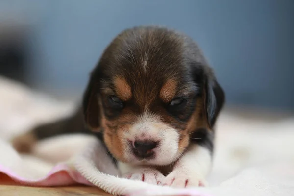 Puro raça beagle filhote de cachorro está dormindo e olhando na primeira vez — Fotografia de Stock