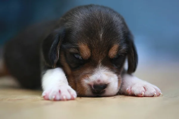 Saf ırk beagle köpek yavrusu uyku ve ilk kez arıyorum — Stok fotoğraf