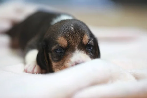 Rassebeagle Welpe schläft und schaut zum ersten Mal rein — Stockfoto