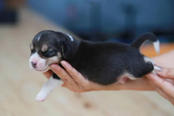 纯种小猎犬的小狗是睡觉和看在第一次 — 图库照片