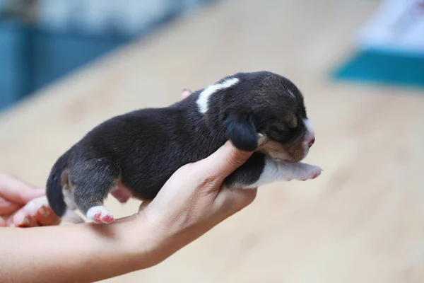 Pure race beagle chiot dort et regarde dans la première fois — Photo