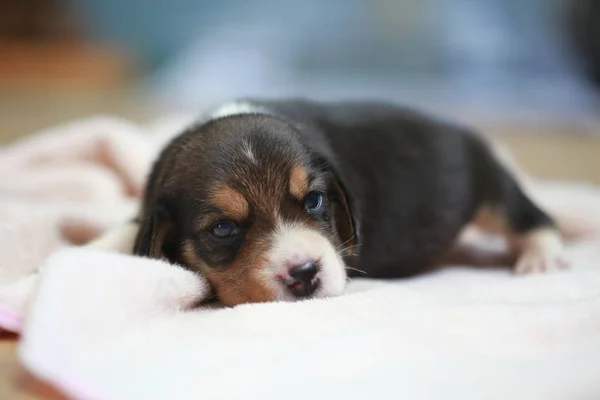 Puro raça beagle filhote de cachorro está dormindo e olhando na primeira vez — Fotografia de Stock