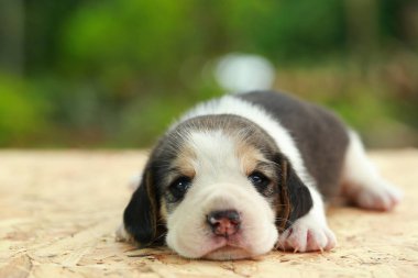  Beagle köpek yavrusu uyku ve doğal yeşil arka plan üzerinde seyir