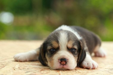  Beagle köpek yavrusu uyku ve doğal yeşil arka plan üzerinde seyir