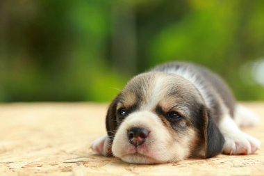  Beagle köpek yavrusu uyku ve doğal yeşil arka plan üzerinde seyir