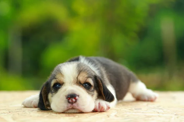 Beagle Puppy is sleeping and looking on natural green background — Stock Photo, Image