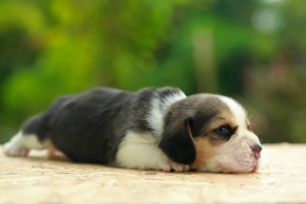 Beagle Puppy sedang tidur dan melihat latar belakang hijau alami — Stok Foto