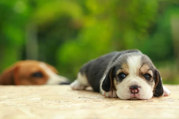 Beagle Puppy is sleeping and looking on natural green background — Stock Photo, Image