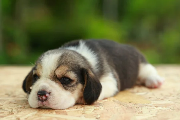 Beagle Cachorro está durmiendo y mirando sobre fondo verde natural — Foto de Stock