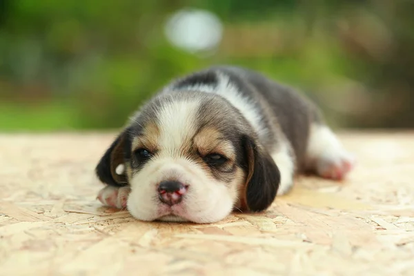 Beagle Puppy is sleeping and looking on natural green background — Stock Photo, Image