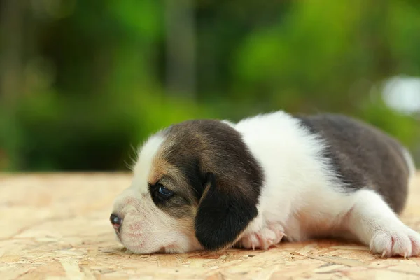 Beagle szczeniak jest spanie i patrząc na naturalne tło zielony — Zdjęcie stockowe