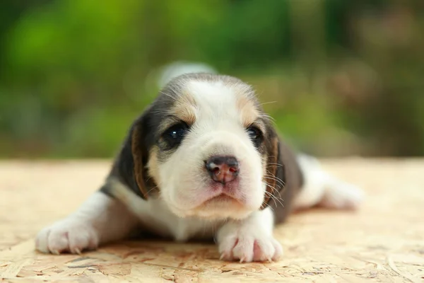 Beagle Cachorro está durmiendo y mirando sobre fondo verde natural — Foto de Stock