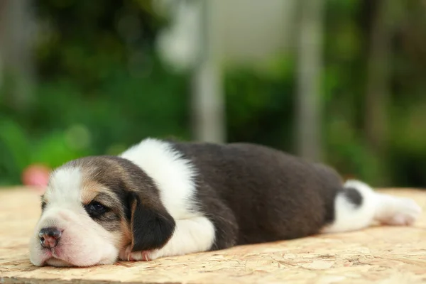 Beagle Puppy sedang tidur dan melihat latar belakang hijau alami — Stok Foto