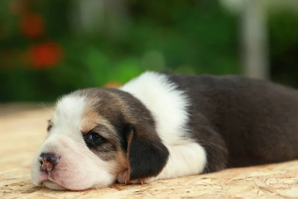 Beagle Puppy dort et regarde sur fond vert naturel — Photo