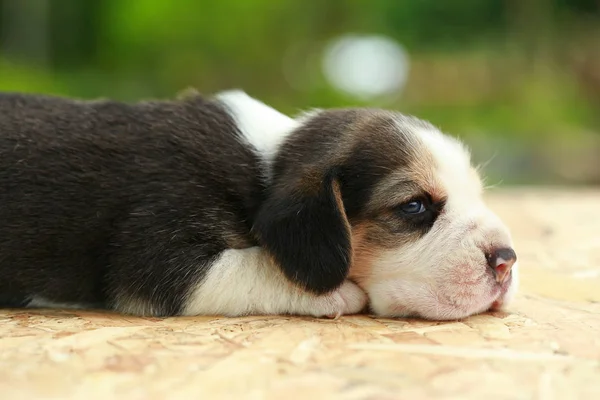 Beagle Cachorro está durmiendo y mirando sobre fondo verde natural — Foto de Stock