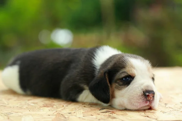 Beagle Puppy está dormindo e olhando para o fundo verde natural — Fotografia de Stock
