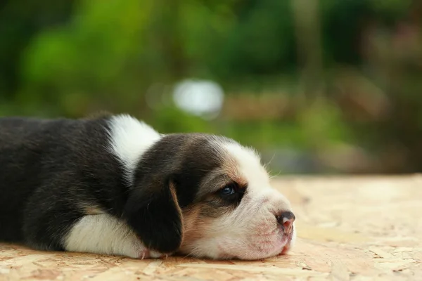 Beagle valp sover och tittar på naturliga grön bakgrund — Stockfoto