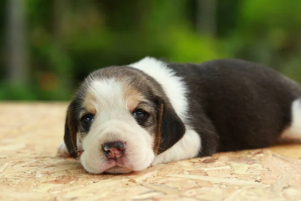 Beagle Puppy is sleeping and looking on natural green background — Stock Photo, Image