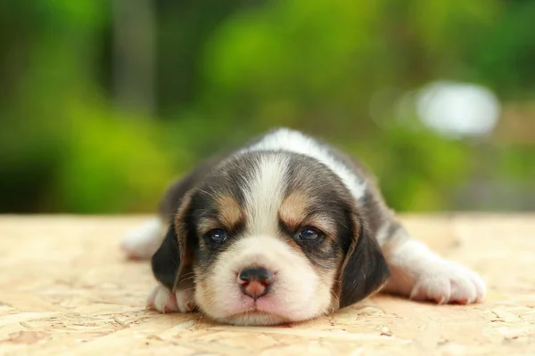 Beagle Puppy is sleeping and looking on natural green background — Stock Photo, Image