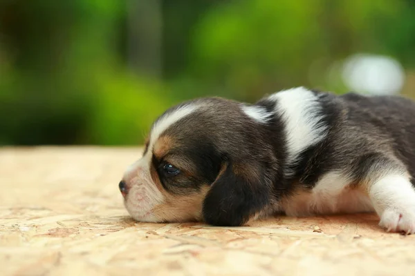 Beagle szczeniak jest spanie i patrząc na naturalne tło zielony — Zdjęcie stockowe