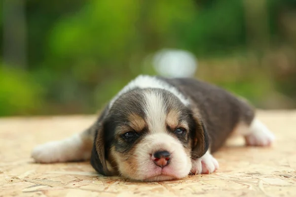 Beagle Щенок спит и смотрит на естественный зеленый фон — стоковое фото
