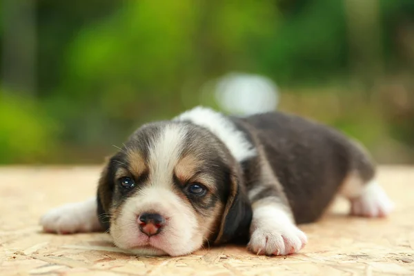 Beagle Cachorro está durmiendo y mirando sobre fondo verde natural —  Fotos de Stock