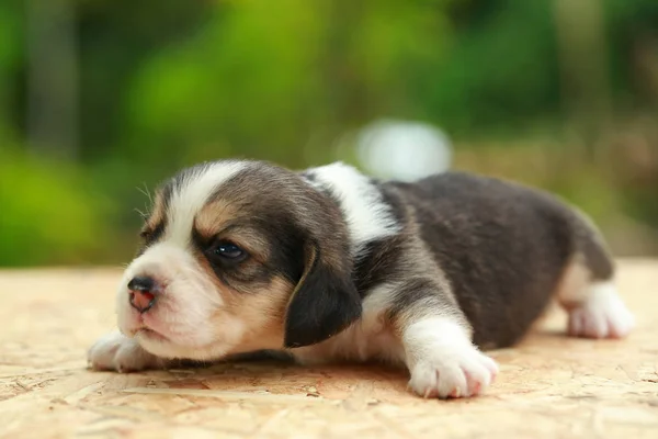 Beagle Welpe schläft und sieht auf naturgrünem Hintergrund — Stockfoto