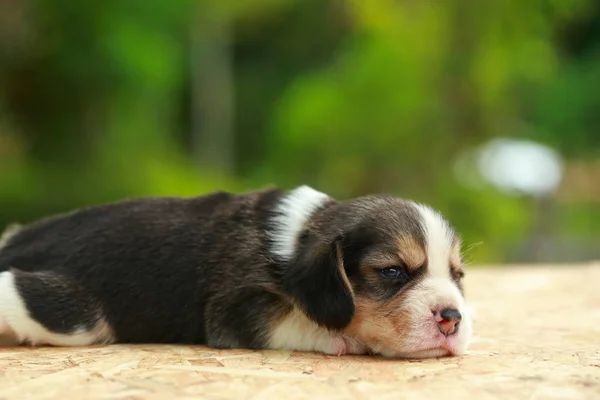 Beagle Puppy está dormindo e olhando para o fundo verde natural — Fotografia de Stock