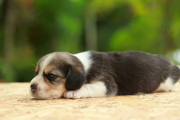 Beagle szczeniak jest spanie i patrząc na naturalne tło zielony — Zdjęcie stockowe