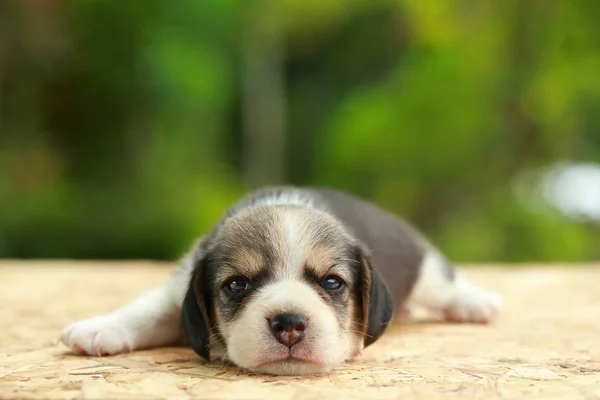 Beagle Cachorro está durmiendo y mirando sobre fondo verde natural —  Fotos de Stock