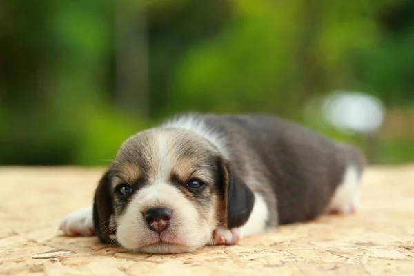 Beagle Cachorro está durmiendo y mirando sobre fondo verde natural — Foto de Stock