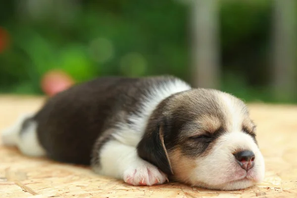 Beagle Puppy sedang tidur dan melihat latar belakang hijau alami — Stok Foto