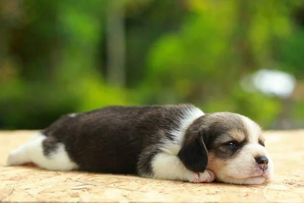 Beagle Cachorro está durmiendo y mirando sobre fondo verde natural —  Fotos de Stock