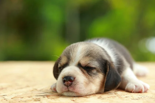 Beagle Puppy dort et regarde sur fond vert naturel — Photo