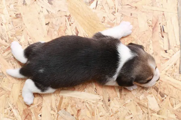 小猎犬小狗是睡觉，看天然绿色背景 — 图库照片