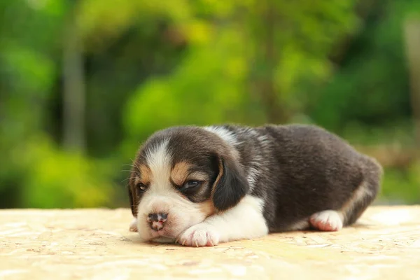 Beagle Cachorro está durmiendo y mirando sobre fondo verde natural — Foto de Stock