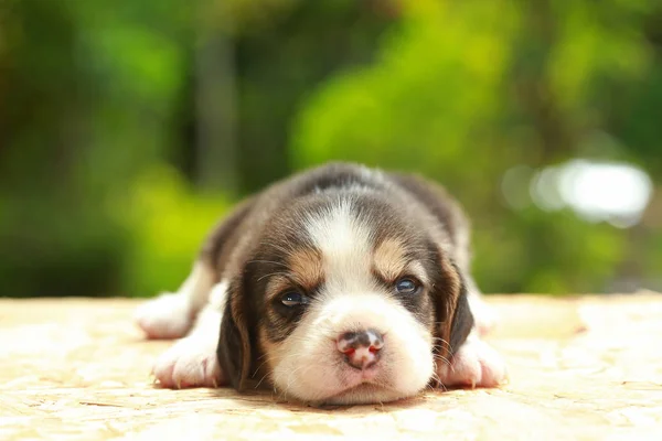 Beagle Puppy is sleeping and looking on natural green background — Stock Photo, Image