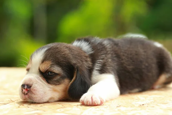 Beagle szczeniak jest spanie i patrząc na naturalne tło zielony — Zdjęcie stockowe