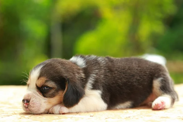 Beagle štěně spí a při pohledu na přírodní zelené pozadí — Stock fotografie