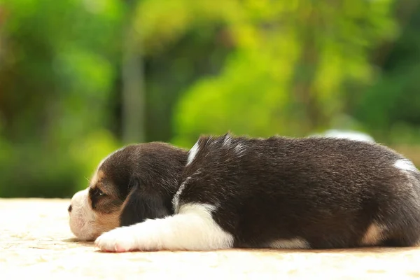 Beagle szczeniak jest spanie i patrząc na naturalne tło zielony — Zdjęcie stockowe