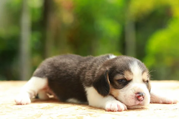 Beagle Cachorro está durmiendo y mirando sobre fondo verde natural — Foto de Stock