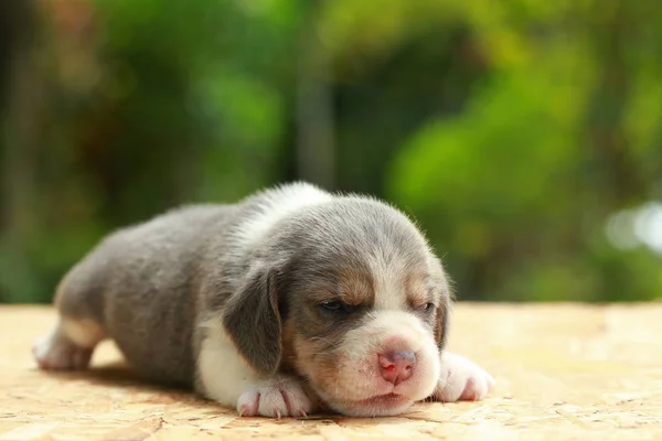 Beagle szczeniak jest spanie i patrząc na naturalne tło zielony — Zdjęcie stockowe