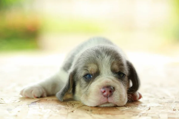 Beagle Puppy sedang tidur dan melihat latar belakang hijau alami — Stok Foto