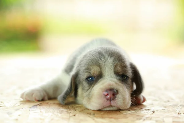 Beagle Puppy está dormindo e olhando para o fundo verde natural — Fotografia de Stock