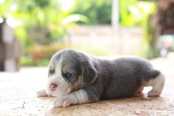 Beagle Puppy sedang tidur dan melihat latar belakang hijau alami — Stok Foto