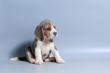 1 ay saf ırk beagle köpek yavrusu gri ekran