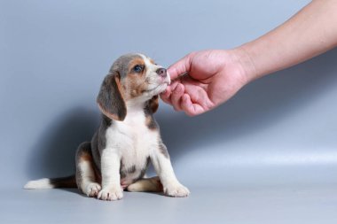 1 ay saf ırk beagle köpek yavrusu gri ekran