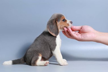 1 ay saf ırk beagle köpek yavrusu gri ekran