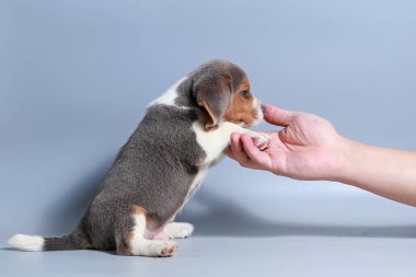 1 ay saf ırk beagle köpek yavrusu gri ekran