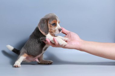 1 ay saf ırk beagle köpek yavrusu gri ekran